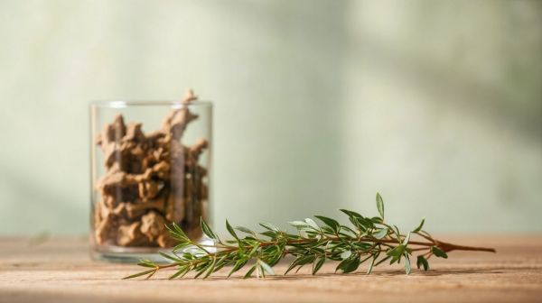 Découvrez les bienfaits de l’harpagophytum bio contre les douleurs