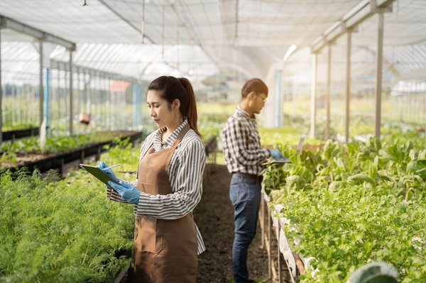 L'Harpagophytum bio : un remède naturel pour soulager les douleurs articulaires et musculaires